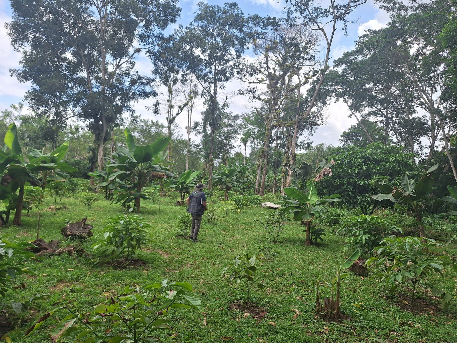 Recorrido técnico por una finca de café robusta